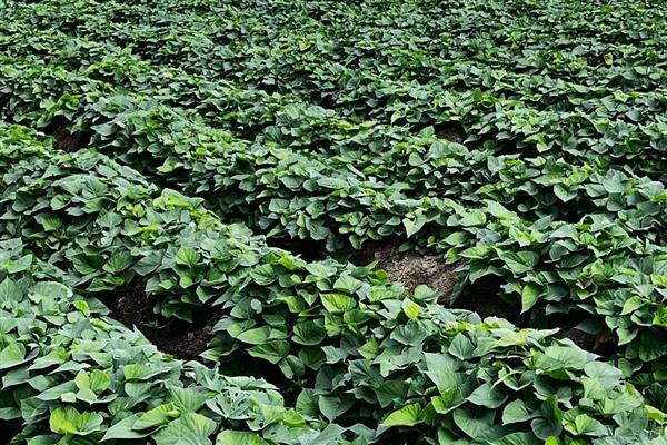 地瓜的正确浇水方法,移栽后需立即浇水