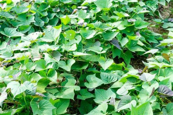 地瓜的正确浇水方法,移栽后需立即浇水