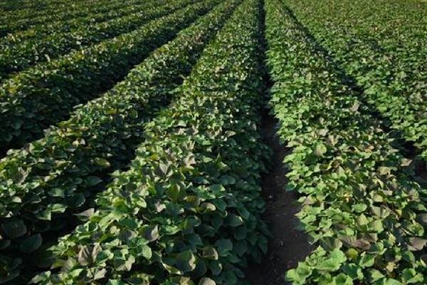 地瓜的正确浇水方法,移栽后需立即浇水