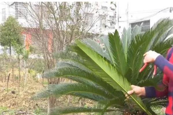 栽植铁树用哪种盆，选择瓦盆、紫砂盆或是陶瓷盆