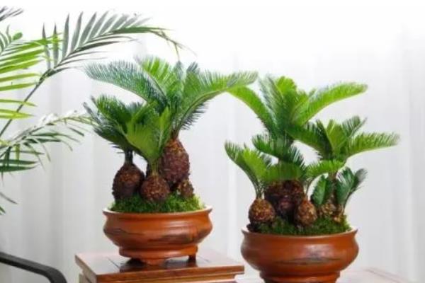 栽植铁树用哪种盆，选择瓦盆、紫砂盆或是陶瓷盆