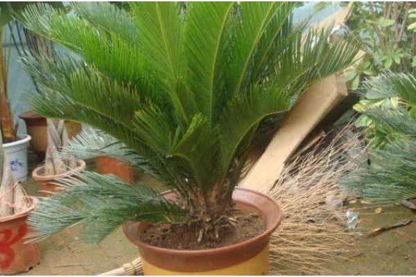 栽植铁树用哪种盆，选择瓦盆、紫砂盆或是陶瓷盆