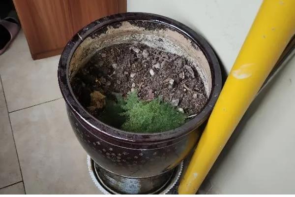 栽植铁树用哪种盆，选择瓦盆、紫砂盆或是陶瓷盆