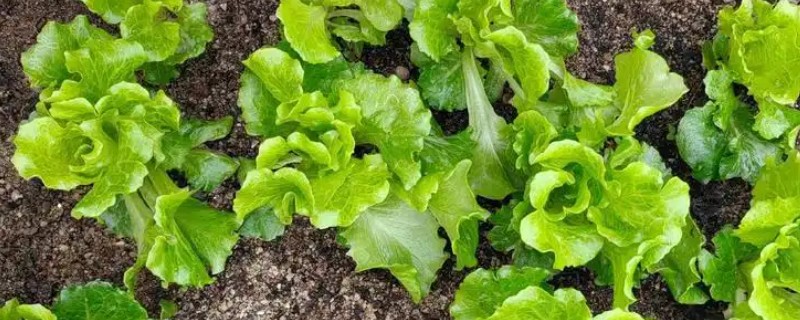 生菜苗发黄的原因，可能是光照不适所致