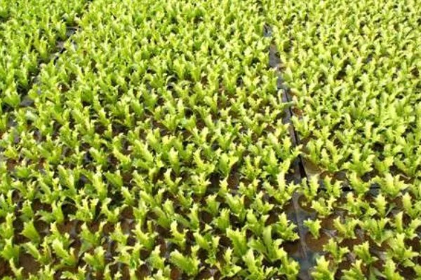 生菜苗发黄的原因，可能是光照不适所致