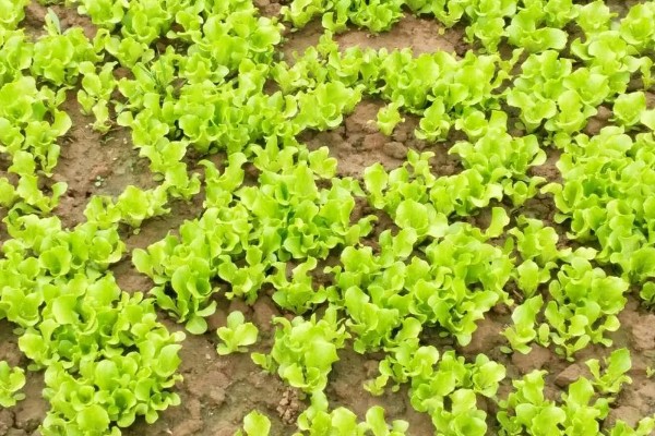 生菜苗发黄的原因，可能是光照不适所致