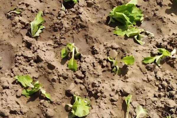 生菜苗发黄的原因，可能是光照不适所致