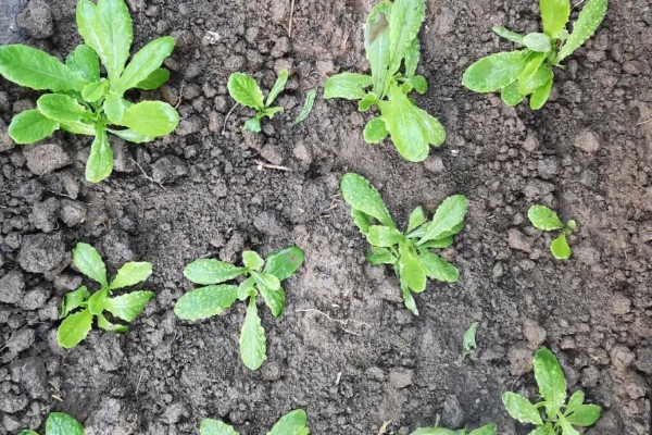 生菜苗发黄的原因，可能是光照不适所致