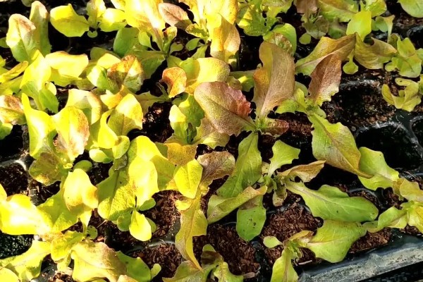 生菜苗发黄的原因，可能是光照不适所致