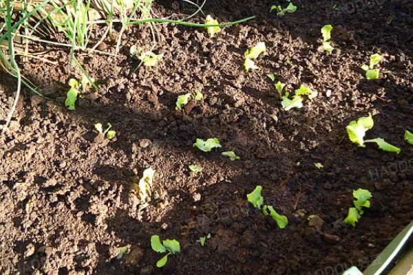 生菜苗发黄的原因，可能是光照不适所致
