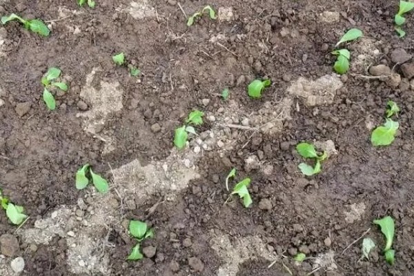 生菜苗发黄的原因，可能是光照不适所致