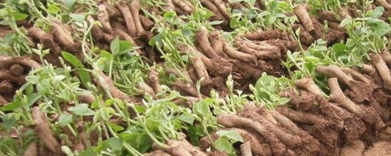 葛根如何种植，发现死苗及时补栽