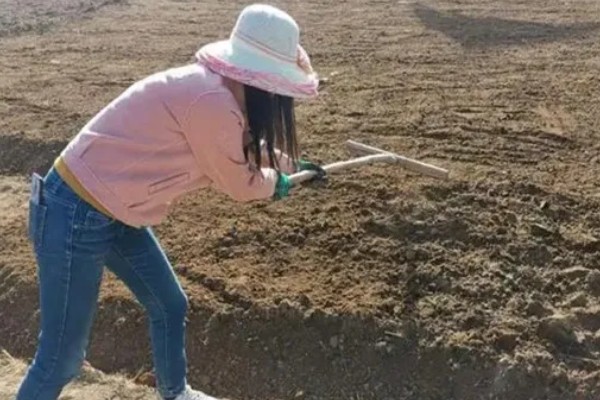 葛根如何种植，发现死苗及时补栽