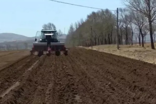 葛根如何种植，发现死苗及时补栽