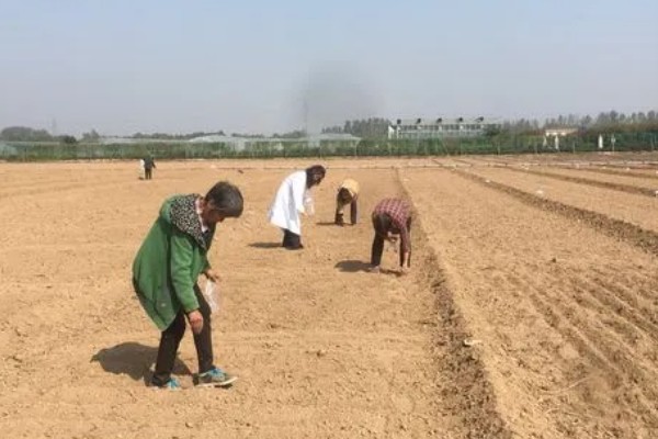 葛根如何种植，发现死苗及时补栽