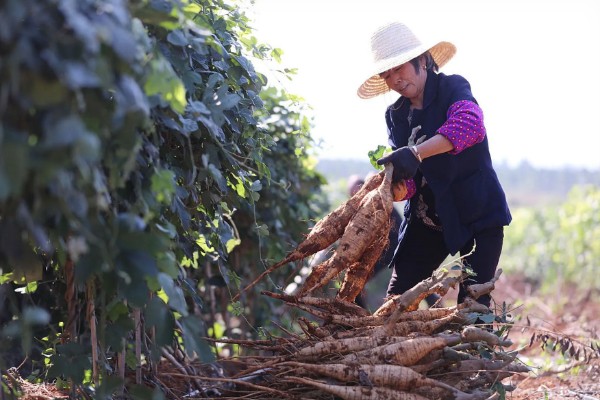 葛根如何种植，发现死苗及时补栽