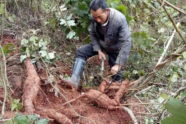 葛根如何种植，发现死苗及时补栽