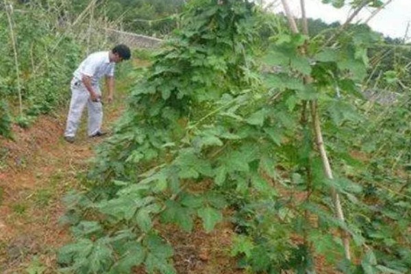 葛根如何种植，发现死苗及时补栽