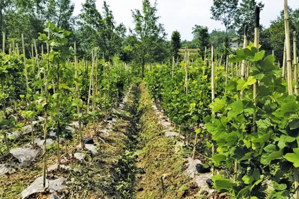 葛根如何种植，发现死苗及时补栽