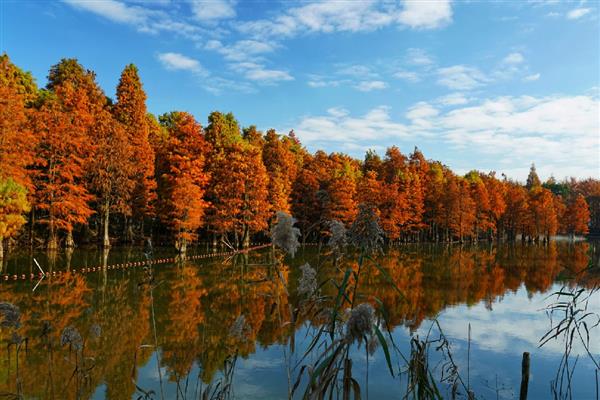有哪些国家一级珍稀植物，包括水杉、银杉、桫椤等品种