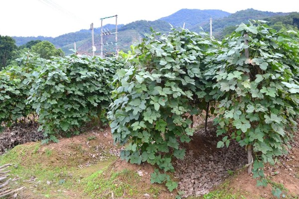 葛根如何种植，发现死苗及时补栽