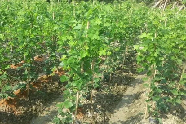 葛根如何种植，发现死苗及时补栽