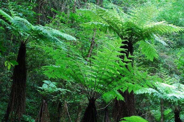 有哪些国家一级珍稀植物，包括水杉、银杉、桫椤等品种