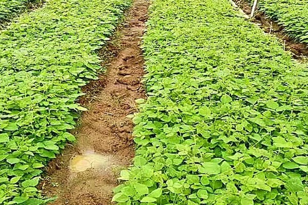 葛根如何种植，发现死苗及时补栽