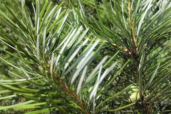 有哪些国家一级珍稀植物，包括水杉、银杉、桫椤等品种