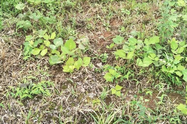 葛根如何种植，发现死苗及时补栽