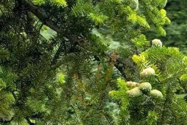 有哪些国家一级珍稀植物，包括水杉、银杉、桫椤等品种