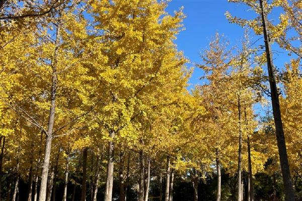 有哪些国家一级珍稀植物，包括水杉、银杉、桫椤等品种