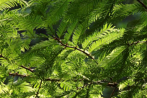 有哪些国家一级珍稀植物，包括水杉、银杉、桫椤等品种