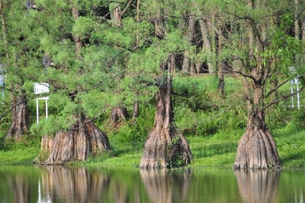 有哪些国家一级珍稀植物，包括水杉、银杉、桫椤等品种