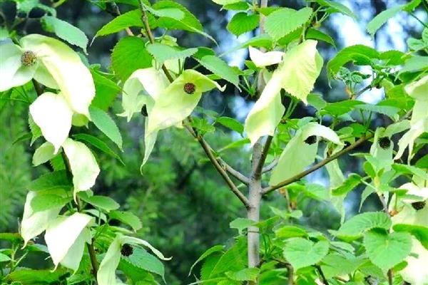 有哪些国家一级珍稀植物，包括水杉、银杉、桫椤等品种