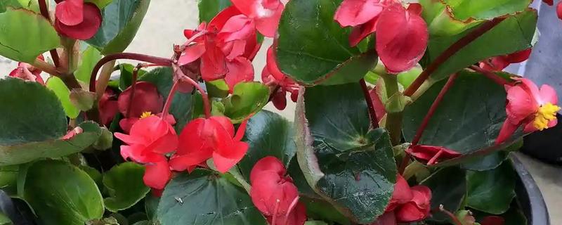 解语花有什么花语，代表游子思乡、离愁别绪等含义