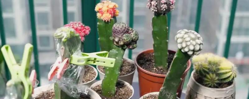 仙人掌的嫁接方法，砧木常选用选生长旺盛、根系发达的品种