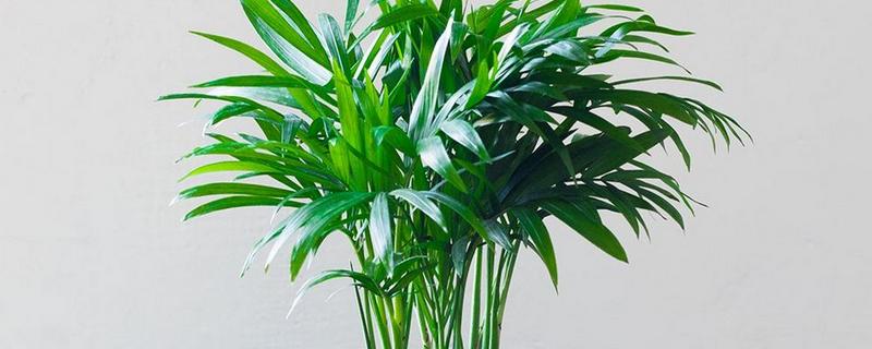 椰子树有什么品种，袖珍椰子树、大王椰子树等品种很常见