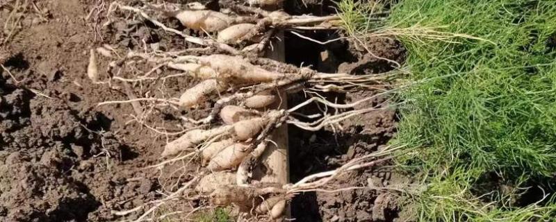 三年天冬的亩产量，干货后能达到450-500kg左右