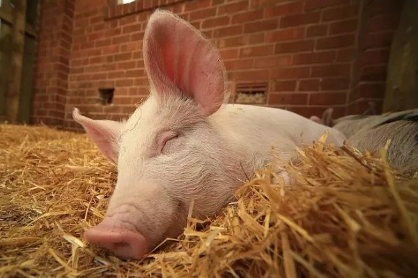 育肥猪体温39.8度正常吗,是不正常的