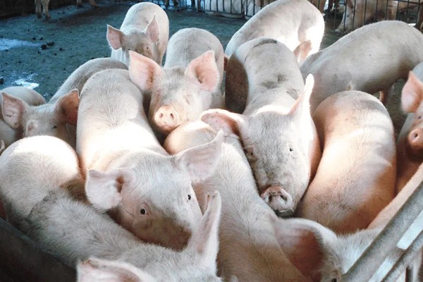 育肥猪体温39.8度正常吗,是不正常的