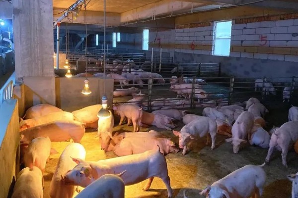 育肥猪体温39.8度正常吗,是不正常的