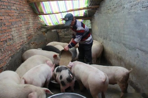 育肥猪体温39.8度正常吗,是不正常的