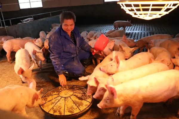 育肥猪体温39.8度正常吗,是不正常的