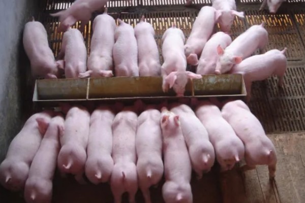 育肥猪体温39.8度正常吗,是不正常的