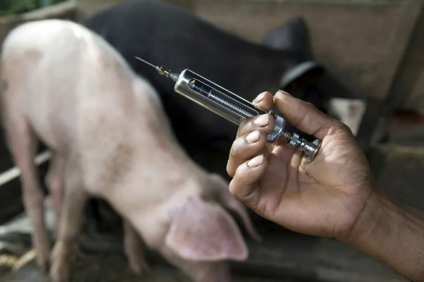 育肥猪体温39.8度正常吗,是不正常的