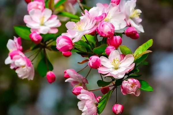 解语花有什么花语，代表游子思乡、离愁别绪等含义