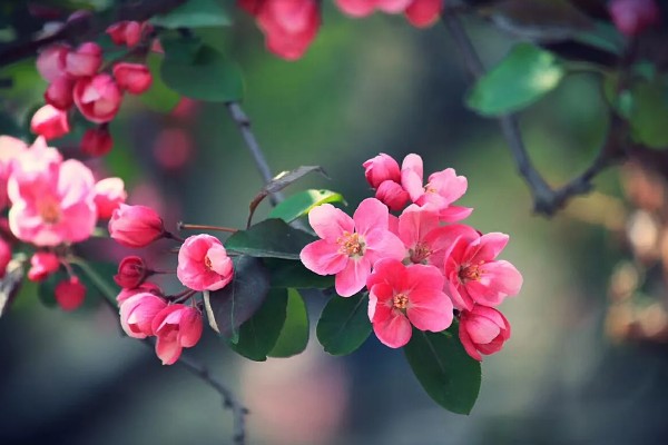 解语花有什么花语，代表游子思乡、离愁别绪等含义