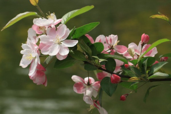 解语花有什么花语，代表游子思乡、离愁别绪等含义