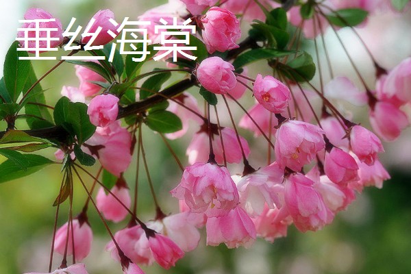 解语花有什么花语，代表游子思乡、离愁别绪等含义